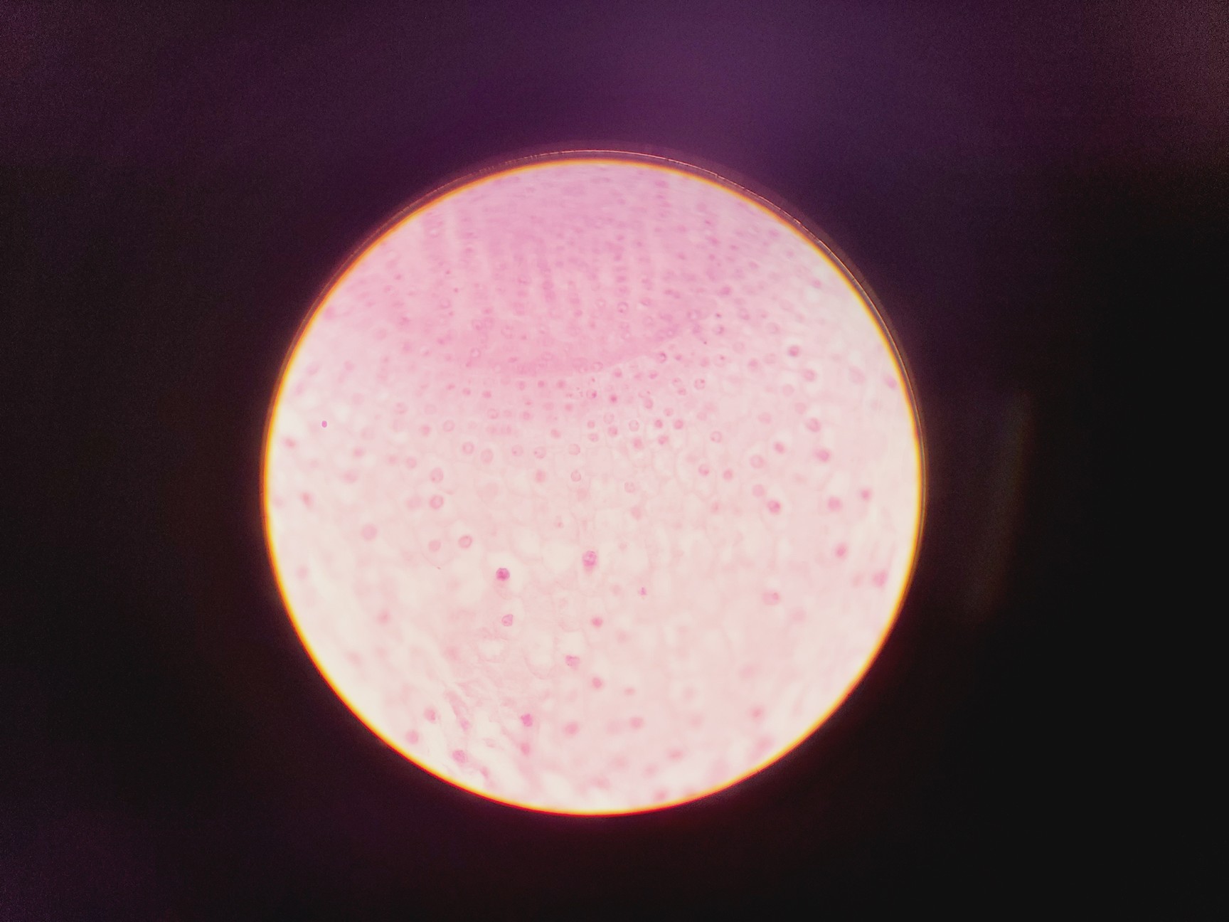 Image of Olympus CH Monocular Compound Microscope w/ 10x/40x Objectives Lab