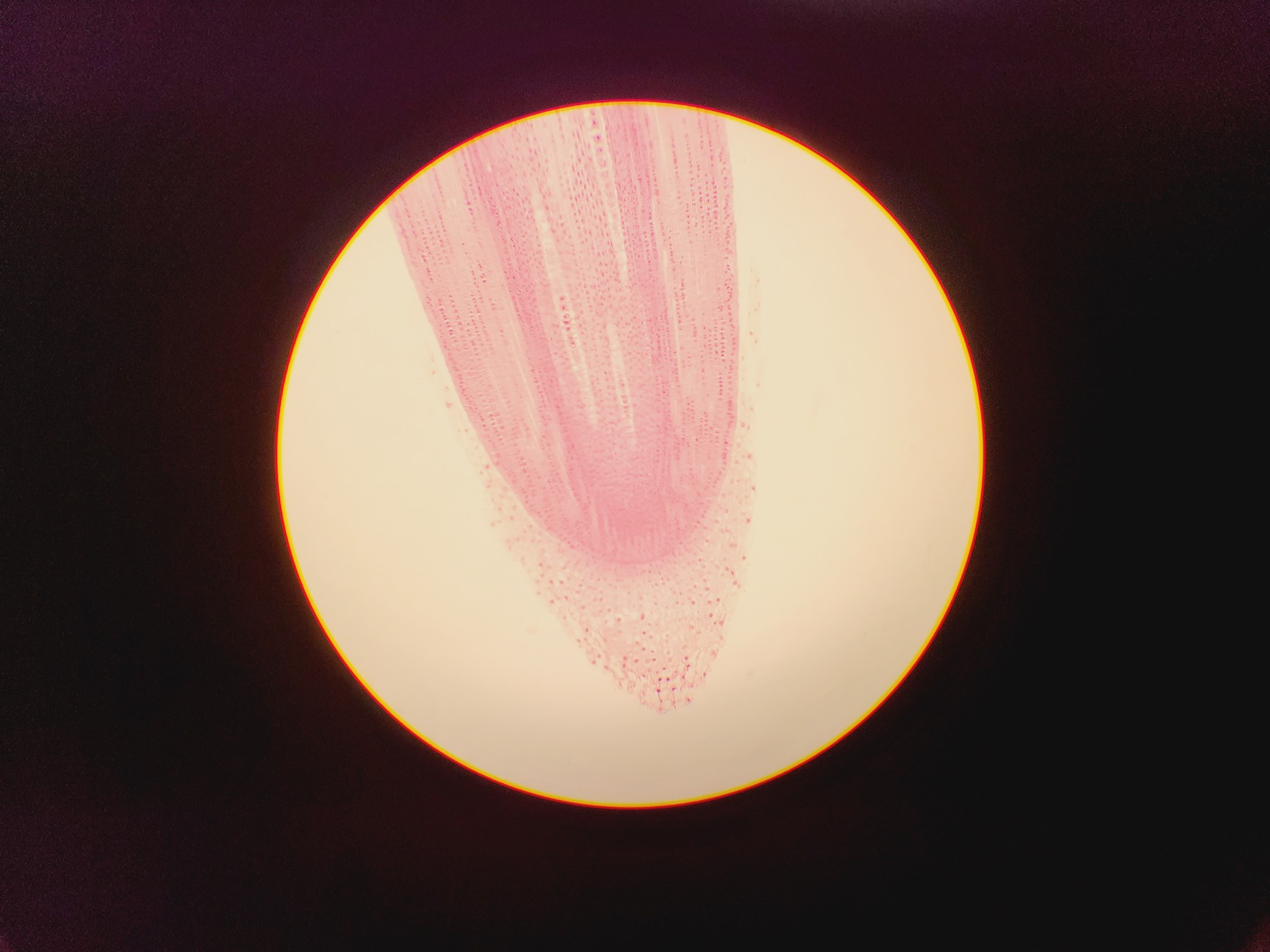 Image of Olympus CH Monocular Compound Microscope w/ 10x/40x Objectives Lab