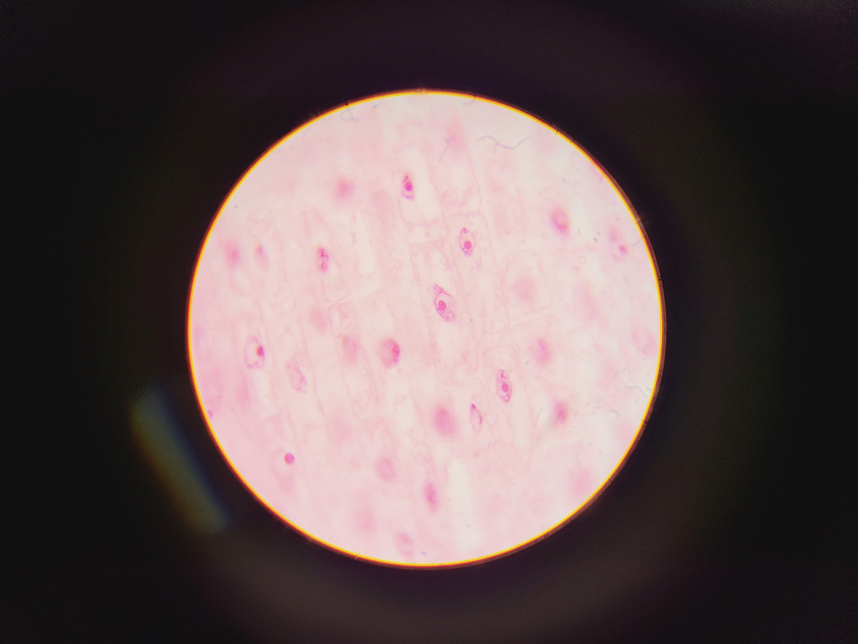 Image of Olympus CH Compound Microscope with Monocular