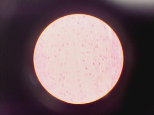 Thumbnail image of Olympus CH Compound Microscope with Monocular