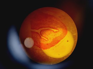 Thumbnail image of Leica DMR 020-525.028 Compound Microscope with 6 x Objectives