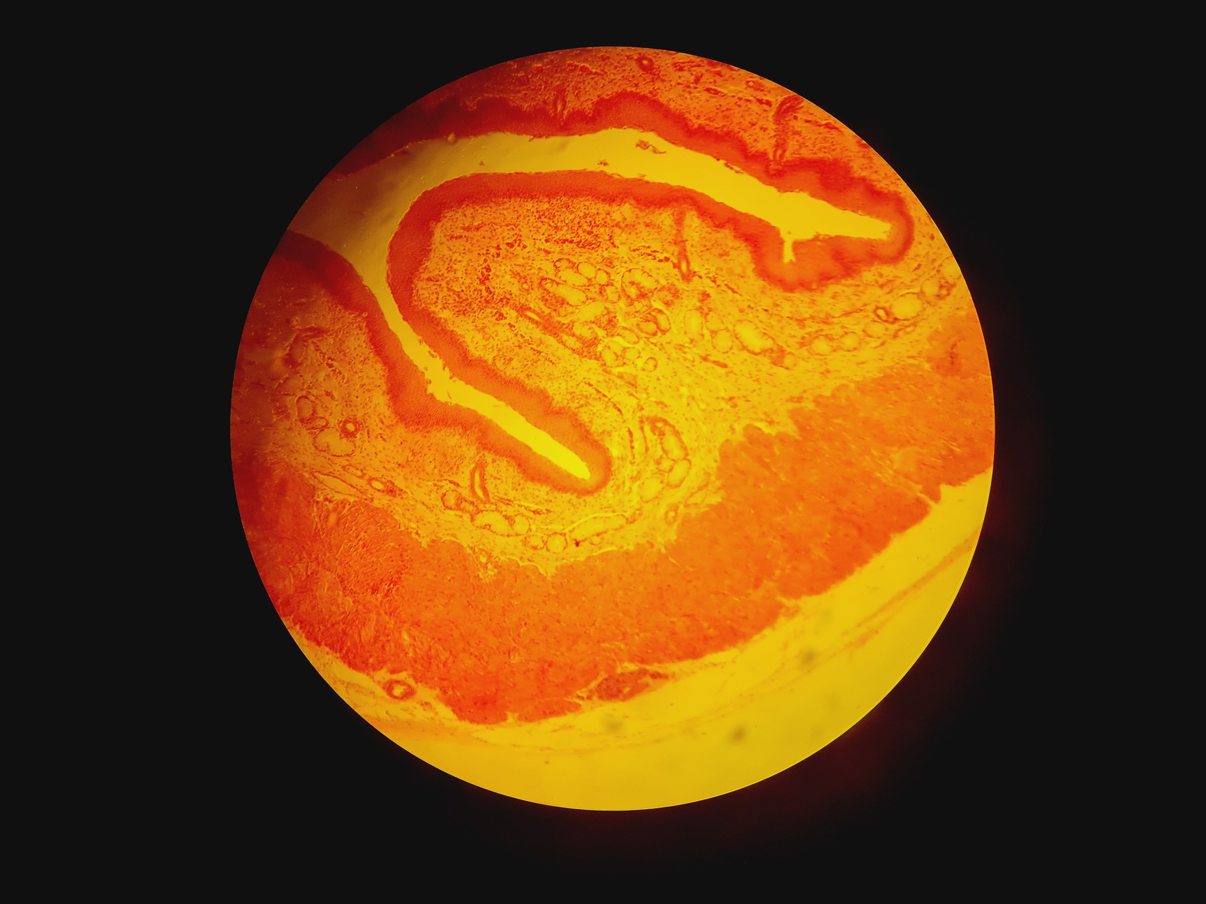 Image of Leica DMR 020-525.028 Compound Microscope with 6 x Objectives