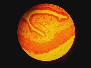 Thumbnail image of Leica DMR 020-525.028 Compound Microscope with 6 x Objectives