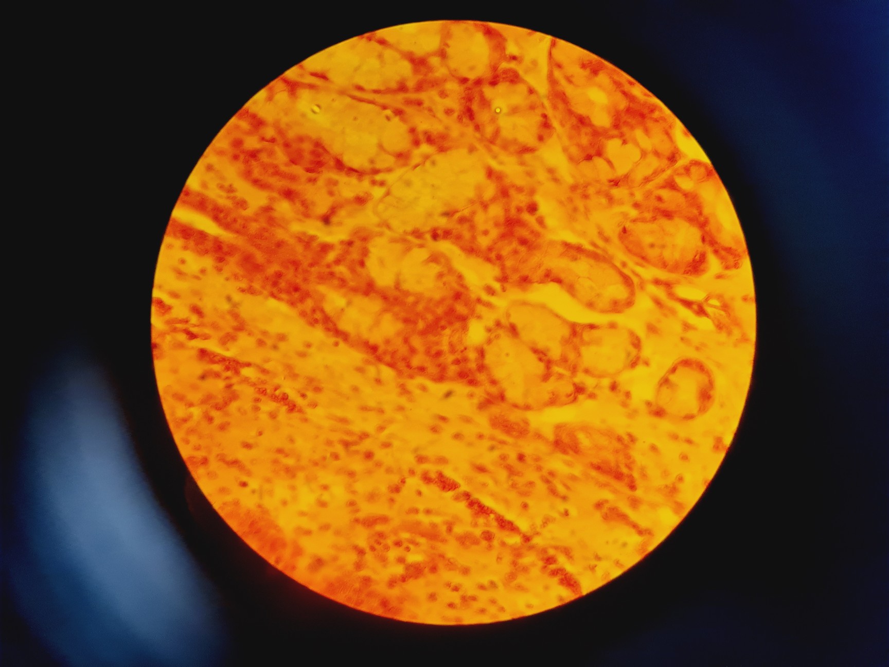 Image of Leica DMR 020-525.028 Compound Microscope with 6 x Objectives