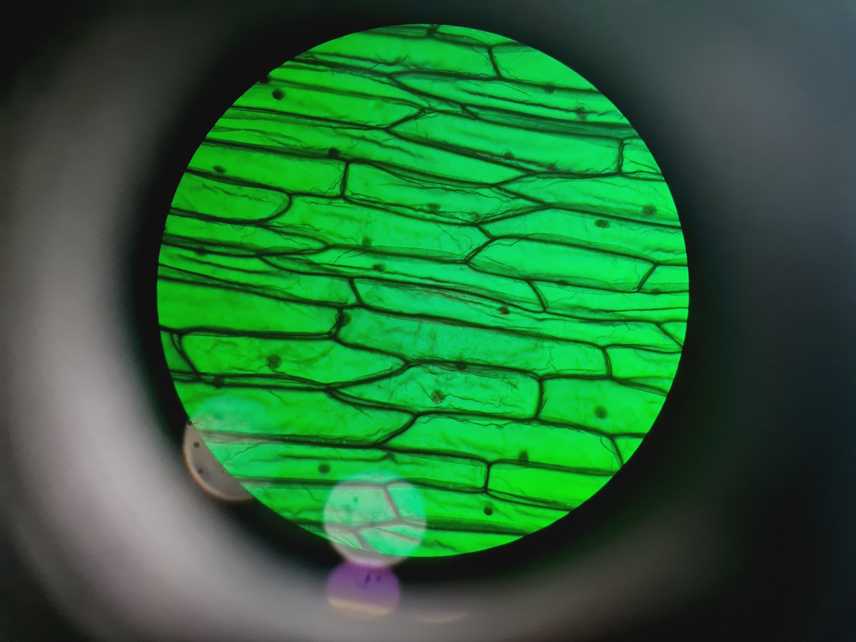 Image of Leica DMR 020-525.028 Compound Microscope with 6 x Objectives