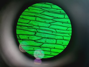 Thumbnail image of Leica DMR 020-525.028 Compound Microscope with 6 x Objectives