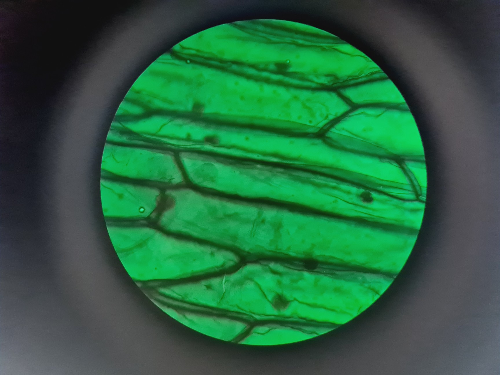 Image of Leica DMR 020-525.028 Compound Microscope with 6 x Objectives