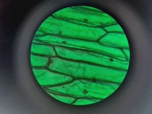 Thumbnail image of Leica DMR 020-525.028 Compound Microscope with 6 x Objectives