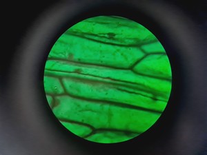 Thumbnail image of Leica DMR 020-525.028 Compound Microscope with 6 x Objectives