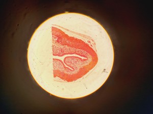 Thumbnail image of Leitz Laborlux S Microscope 020-505.030 with 5 x Objectives