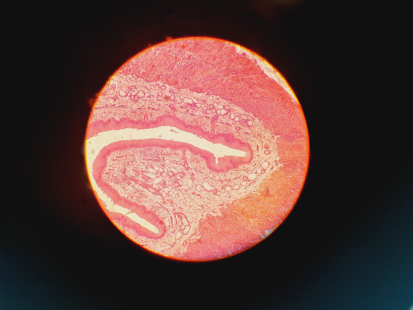 Image of Leitz Laborlux S Microscope 020-505.030 with 5 x Objectives