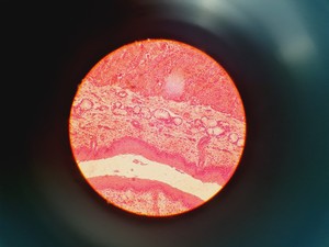 Thumbnail image of Leitz Laborlux S Microscope 020-505.030 with 5 x Objectives