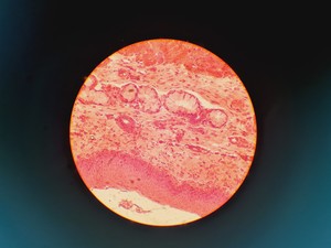 Thumbnail image of Leitz Laborlux S Microscope 020-505.030 with 5 x Objectives