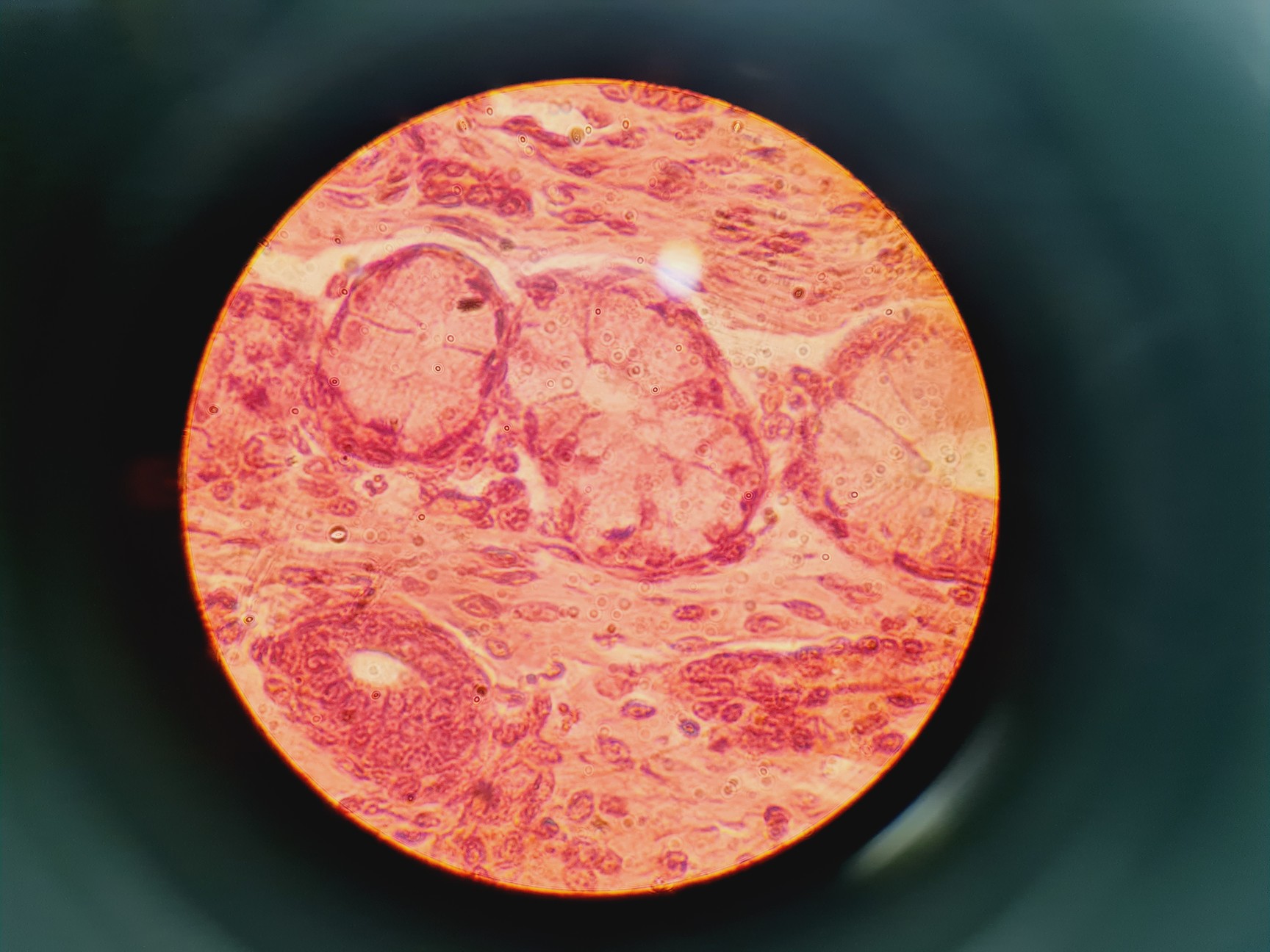 Image of Leitz Laborlux S Microscope 020-505.030 with 5 x Objectives