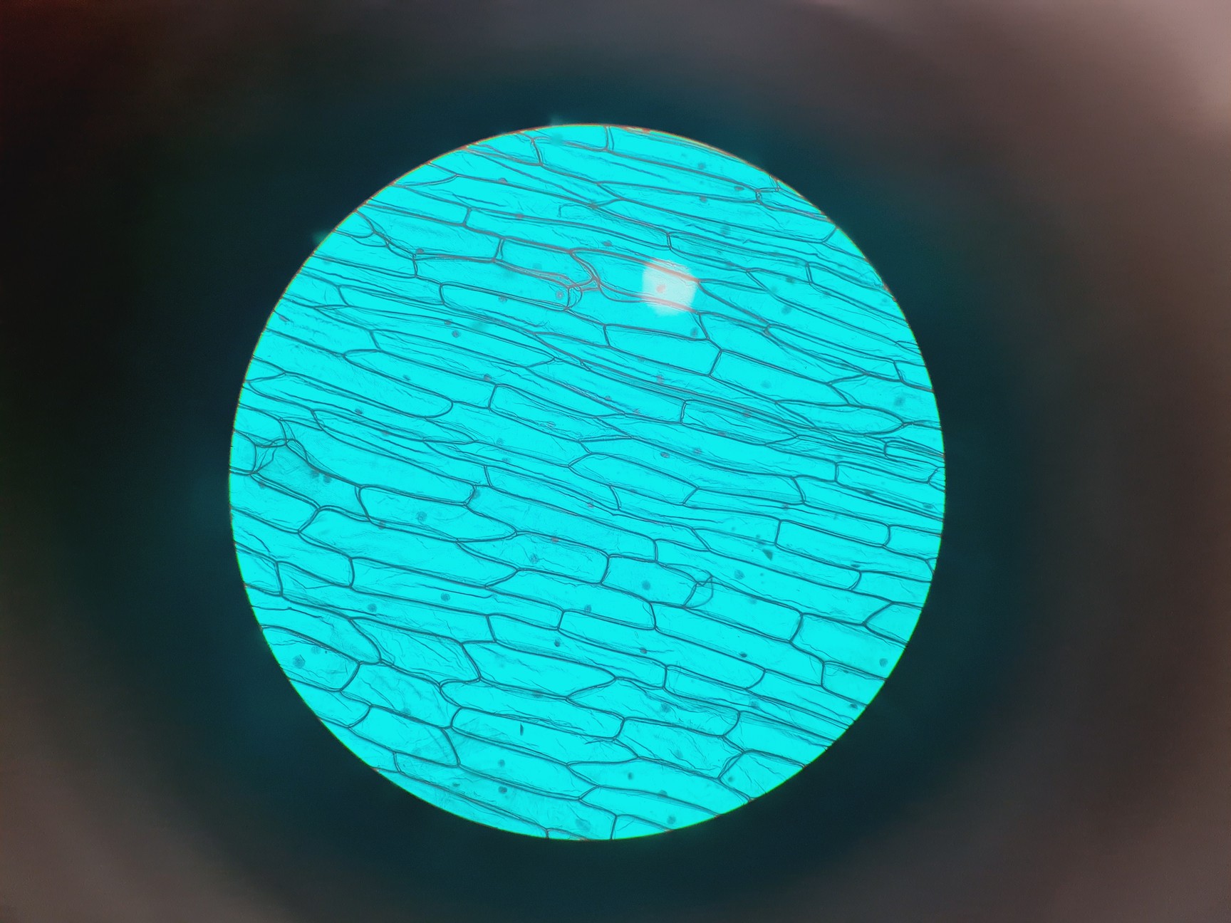 Image of Leitz Laborlux S Microscope 020-505.030 with 5 x Objectives