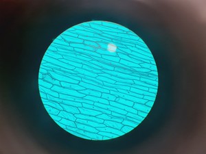 Thumbnail image of Leitz Laborlux S Microscope 020-505.030 with 5 x Objectives