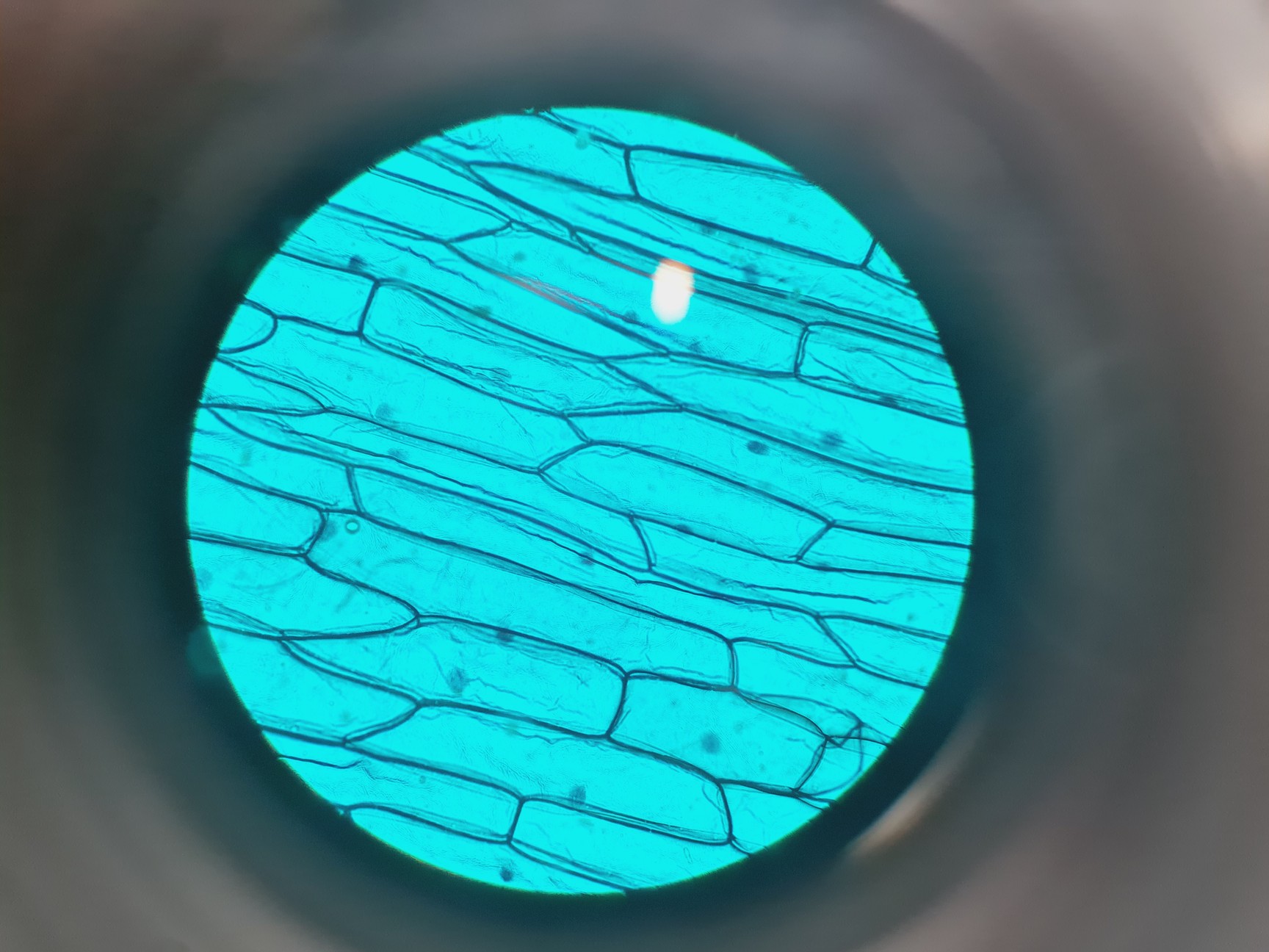 Image of Leitz Laborlux S Microscope 020-505.030 with 5 x Objectives