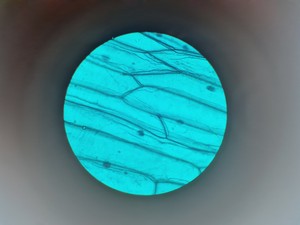 Thumbnail image of Leitz Laborlux S Microscope 020-505.030 with 5 x Objectives