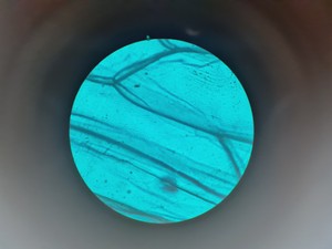 Thumbnail image of Leitz Laborlux S Microscope 020-505.030 with 5 x Objectives