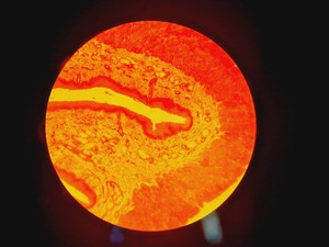 Thumbnail image of Carl Zeiss Axioskop 50 w/ HBO 50 & 4 x Objectives 10/16/40/100x NEOFLUAR