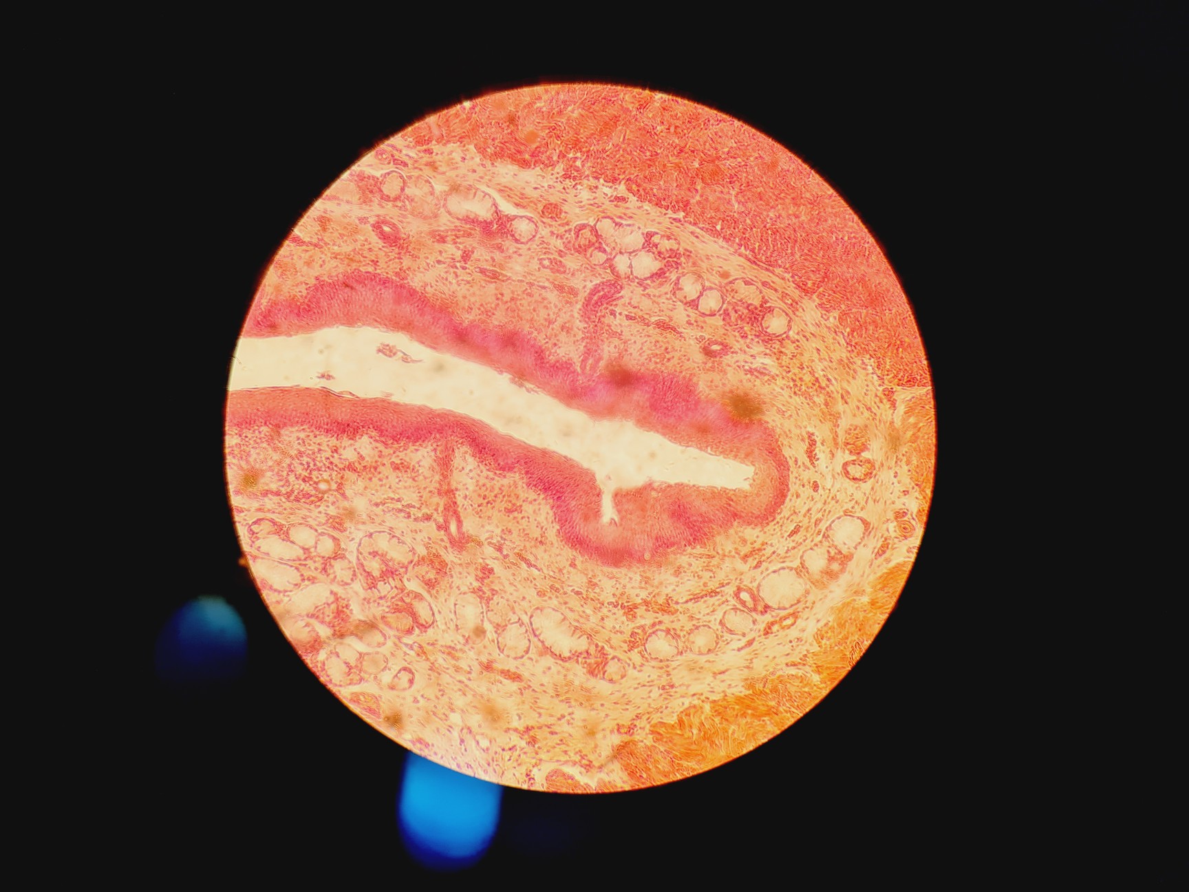 Image of Carl Zeiss Axioskop 50 w/ HBO 50 & 4 x Objectives 10/16/40/100x NEOFLUAR