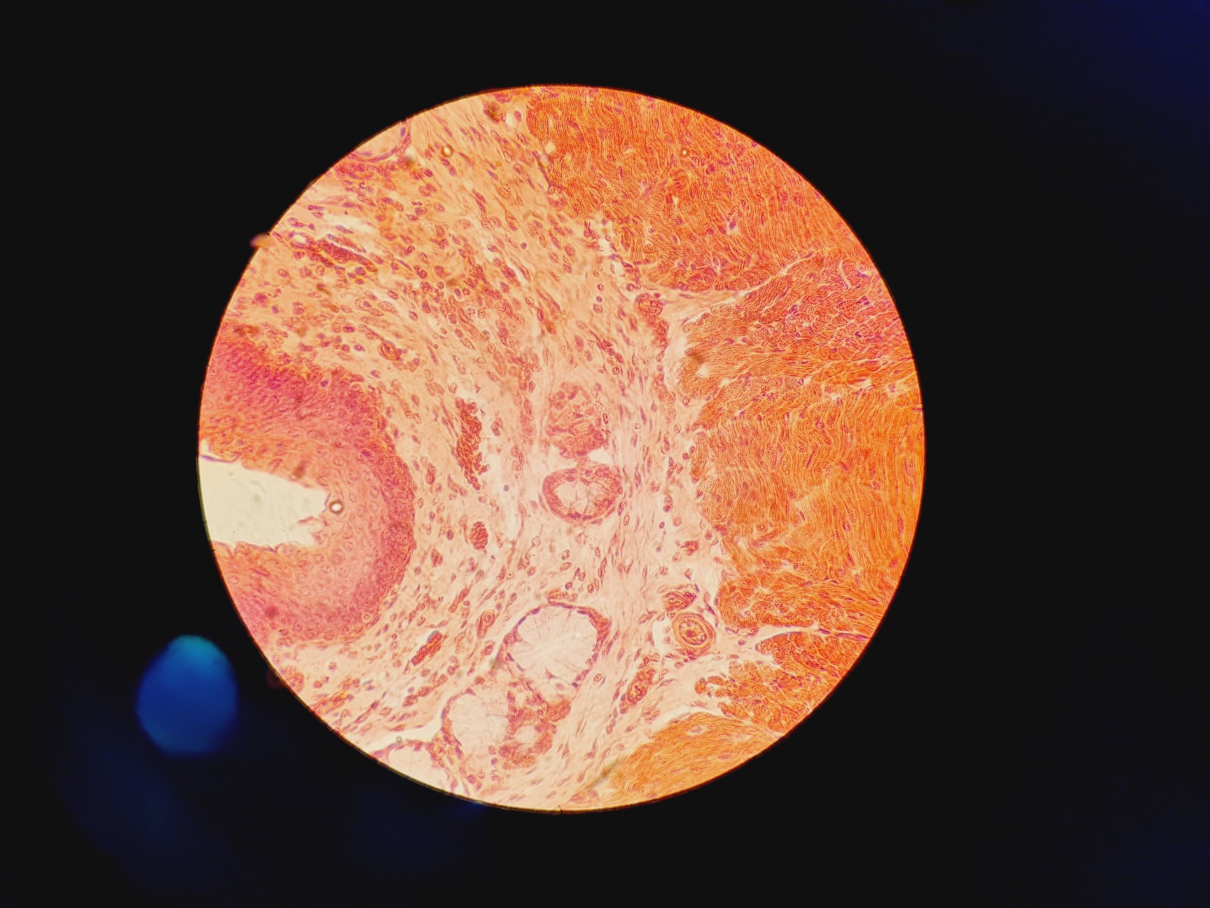 Image of Carl Zeiss Axioskop 50 w/ HBO 50 & 4 x Objectives 10/16/40/100x NEOFLUAR
