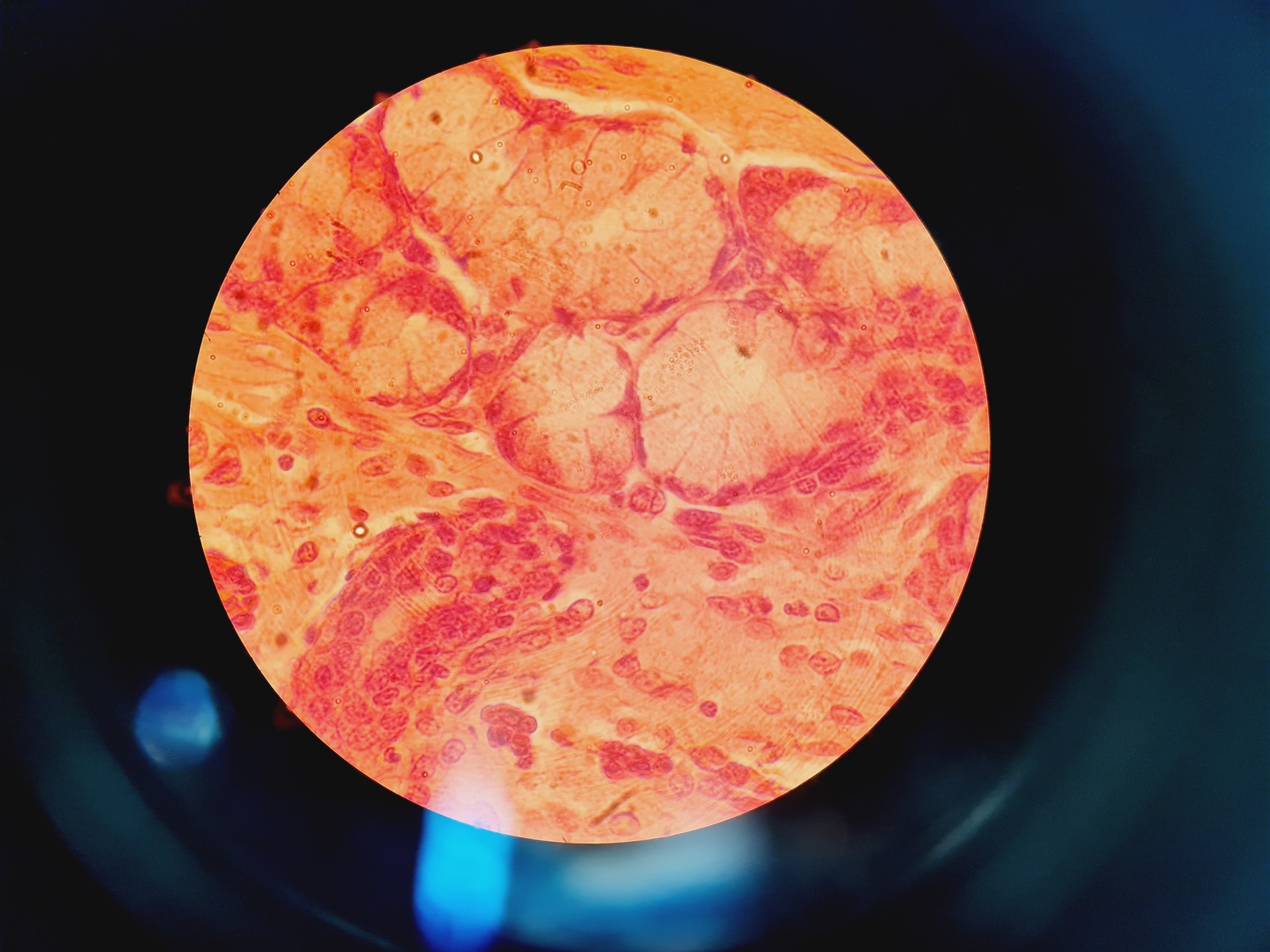 Image of Carl Zeiss Axioskop 50 w/ HBO 50 & 4 x Objectives 10/16/40/100x NEOFLUAR