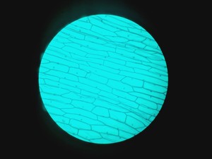 Thumbnail image of Carl Zeiss Axioskop 50 w/ HBO 50 & 4 x Objectives 10/16/40/100x NEOFLUAR