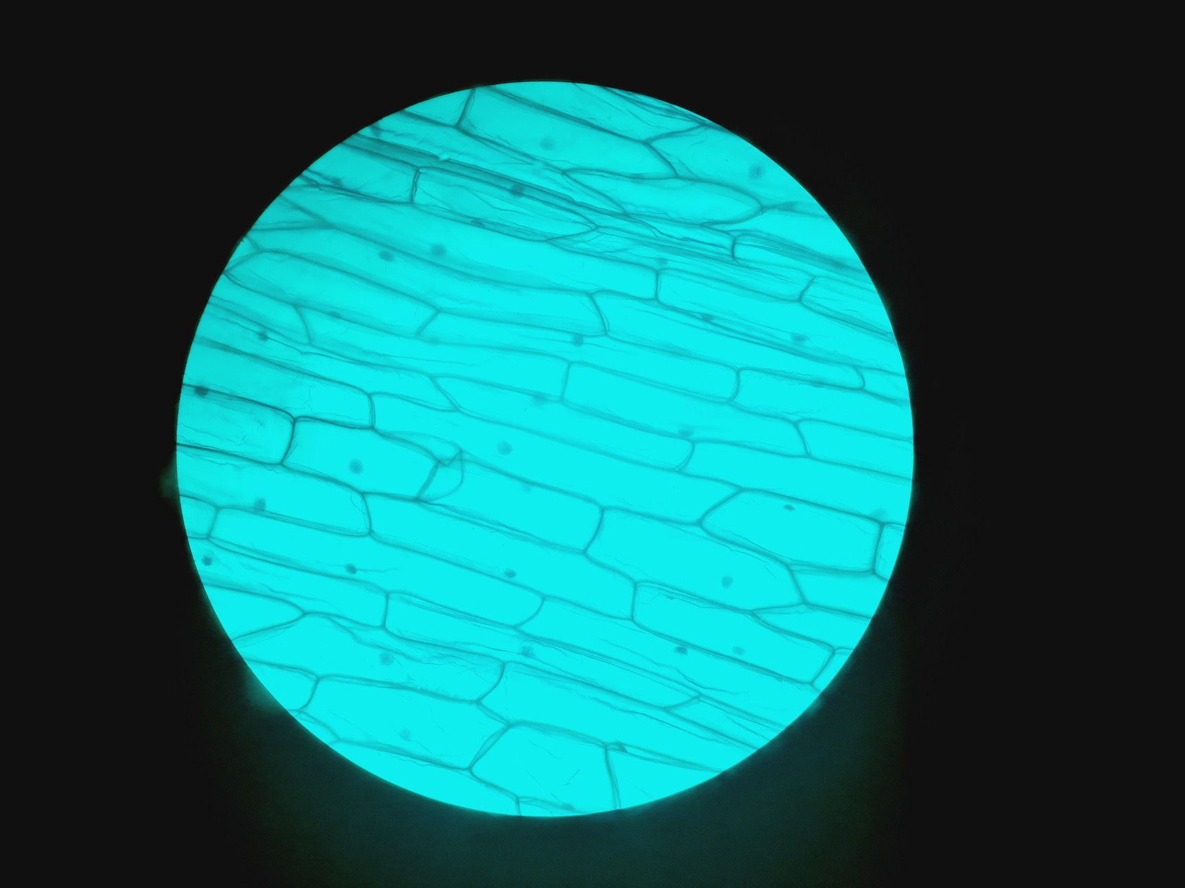 Image of Carl Zeiss Axioskop 50 w/ HBO 50 & 4 x Objectives 10/16/40/100x NEOFLUAR