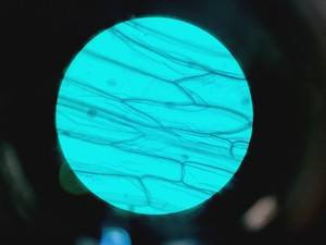 Thumbnail image of Carl Zeiss Axioskop 50 w/ HBO 50 & 4 x Objectives 10/16/40/100x NEOFLUAR