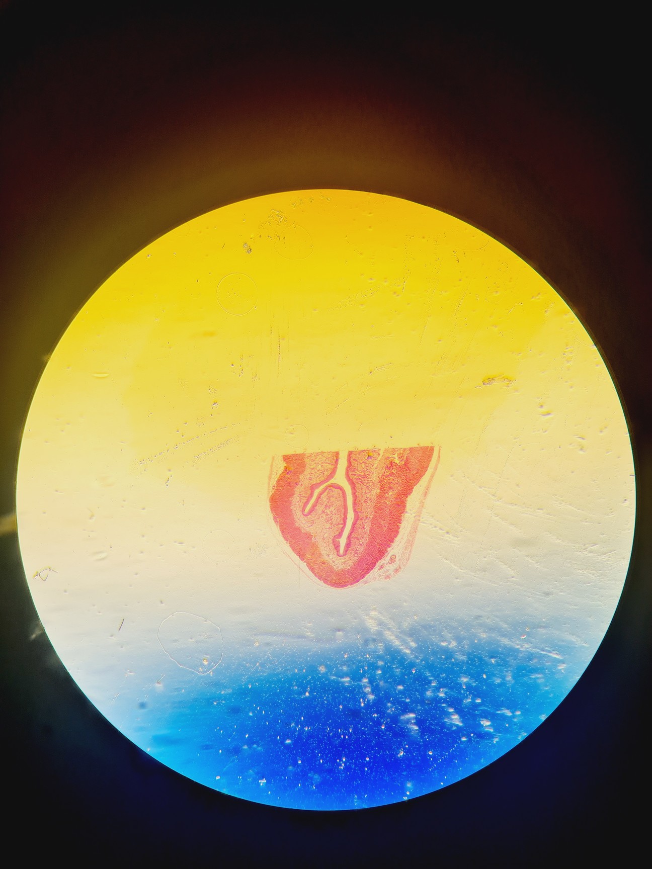 Image of Olympus CKX53 Microscope with CoolLED pE-300 w/ 4 x Objectives 2/4/10/20x Lab
