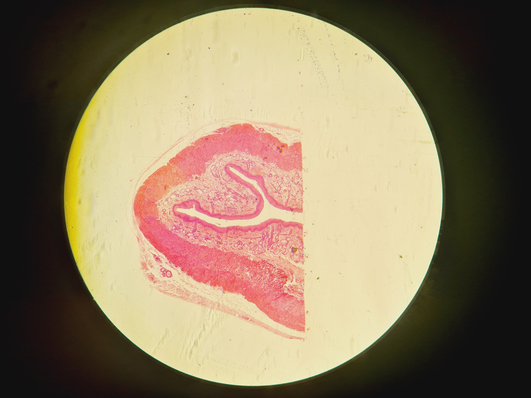 Image of Olympus CKX53 Microscope with CoolLED pE-300 w/ 4 x Objectives 2/4/10/20x Lab