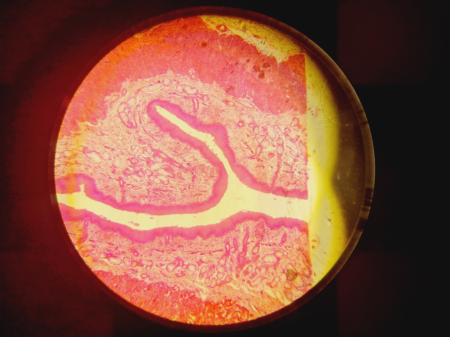 Image of Olympus CKX53 Microscope with CoolLED pE-300 w/ 4 x Objectives 2/4/10/20x Lab