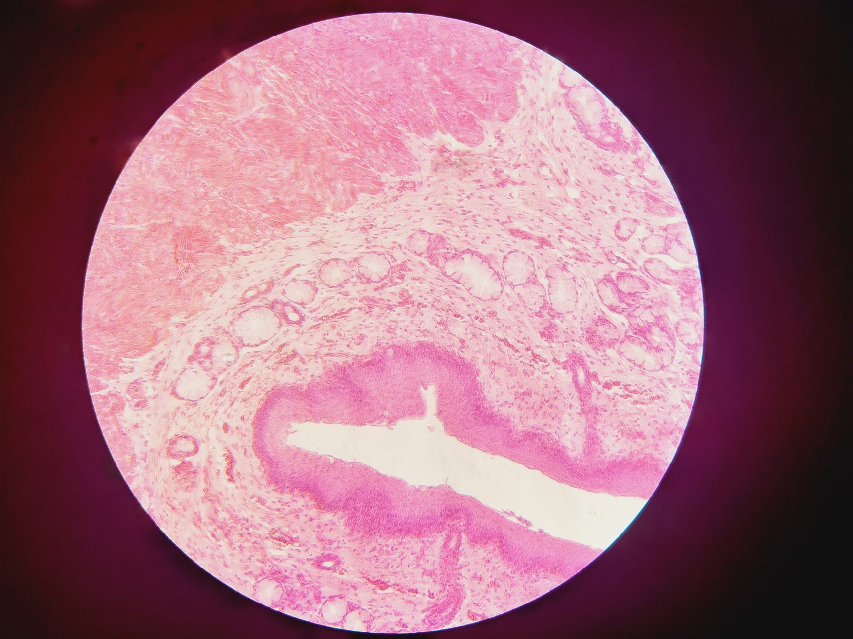 Image of Olympus CKX53 Microscope with CoolLED pE-300 w/ 4 x Objectives 2/4/10/20x Lab