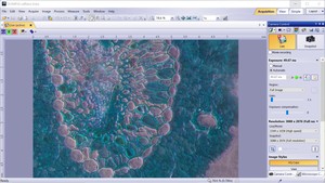 Thumbnail image of Olympus CKX53 Microscope with CoolLED pE-300 w/ 4 x Objectives 2/4/10/20x Lab
