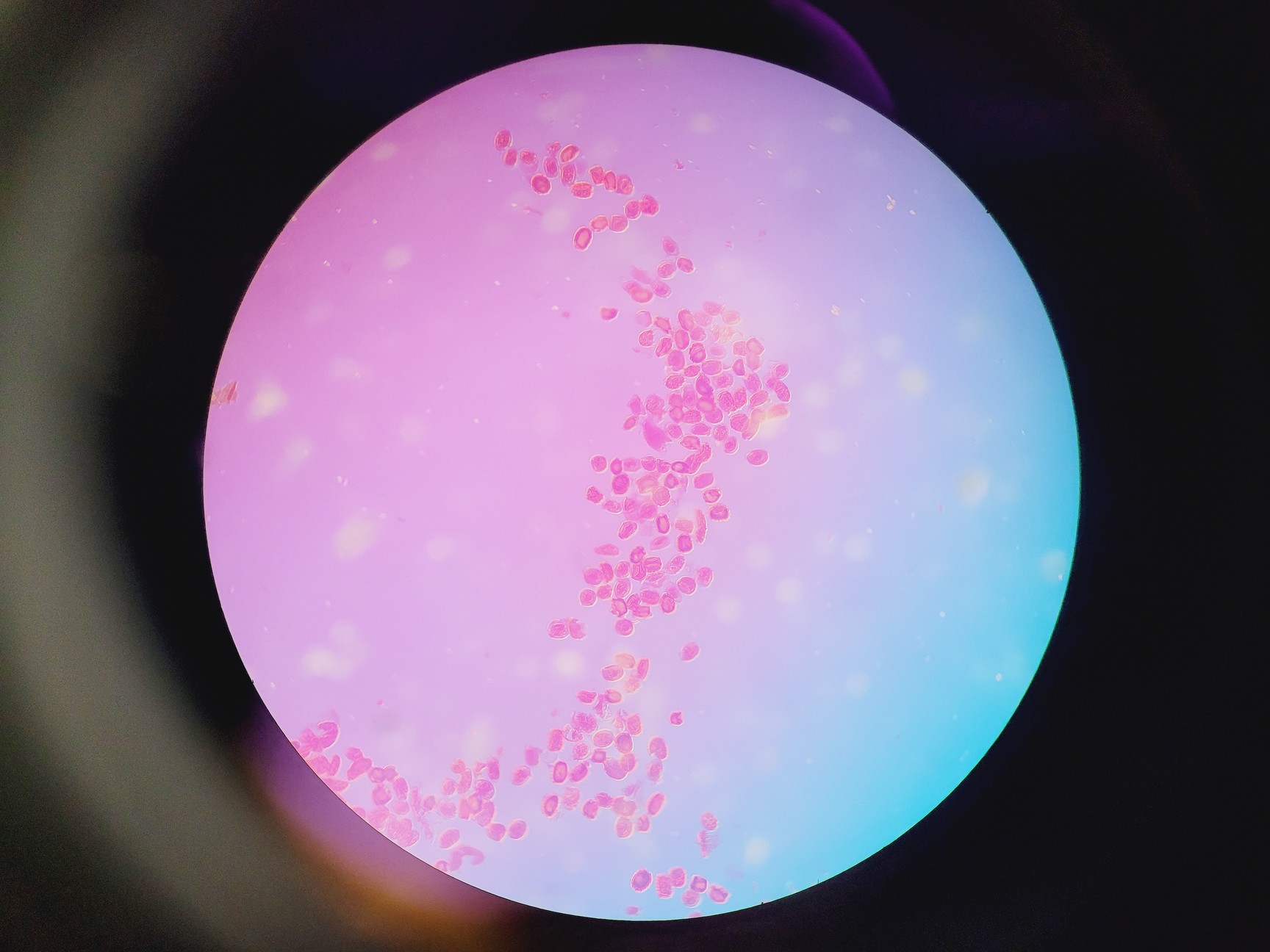 Image of Olympus BX60M Upright Fluorescence Motorized Microscope