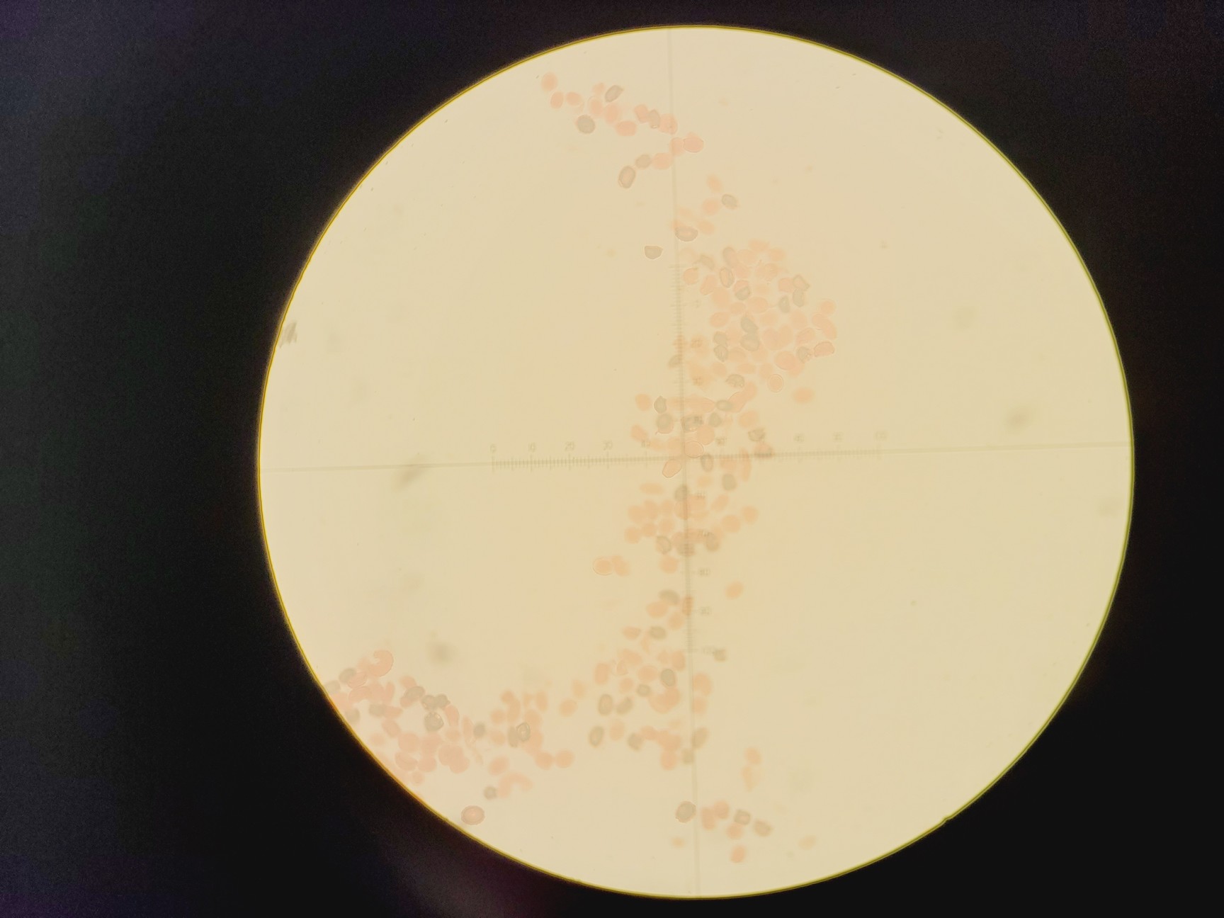 Image of Olympus BX60M Upright Fluorescence Motorized Microscope