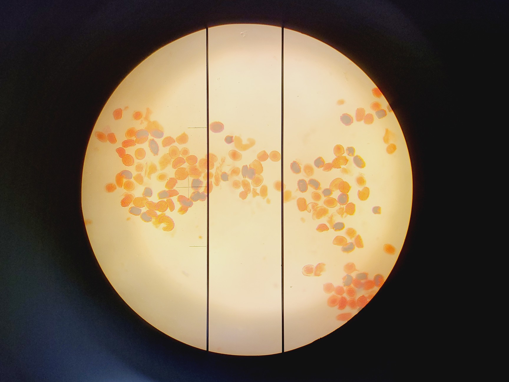 Image of Buehler Micromet 5104 Hardness Tester w/ 3 x Objectives M50,M10 & M20 