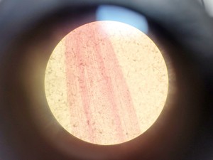 Thumbnail image of Nikon TMS Inverted Microscope w/ 3 x Objectives 