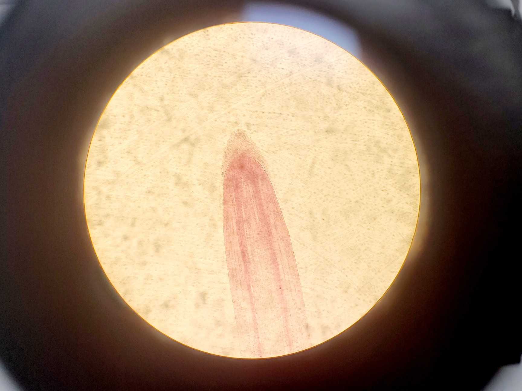 Image of Nikon TMS Inverted Microscope w/ 3 x Objectives 