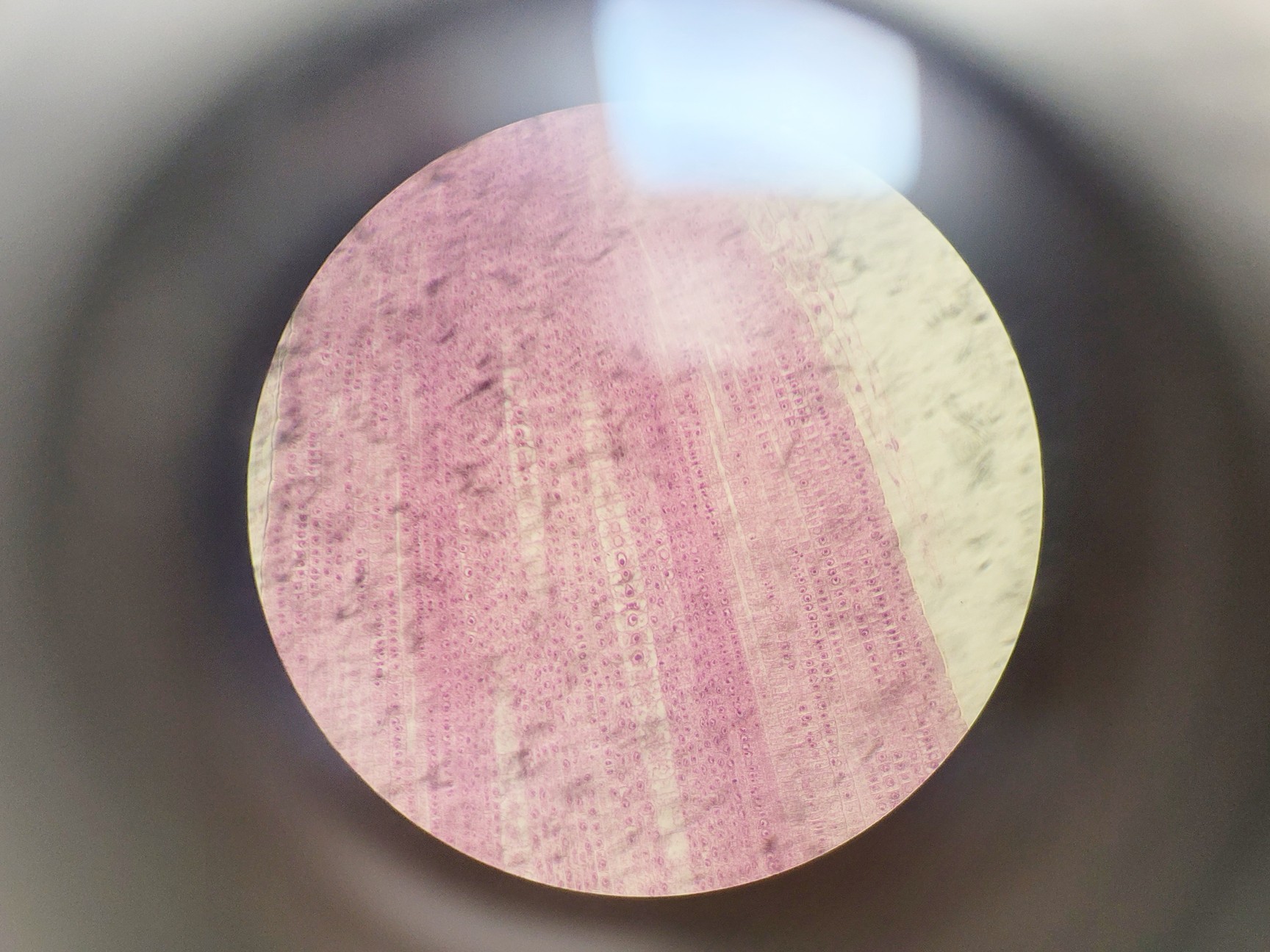 Image of Nikon TMS Inverted Microscope w/ 3 x Objectives 