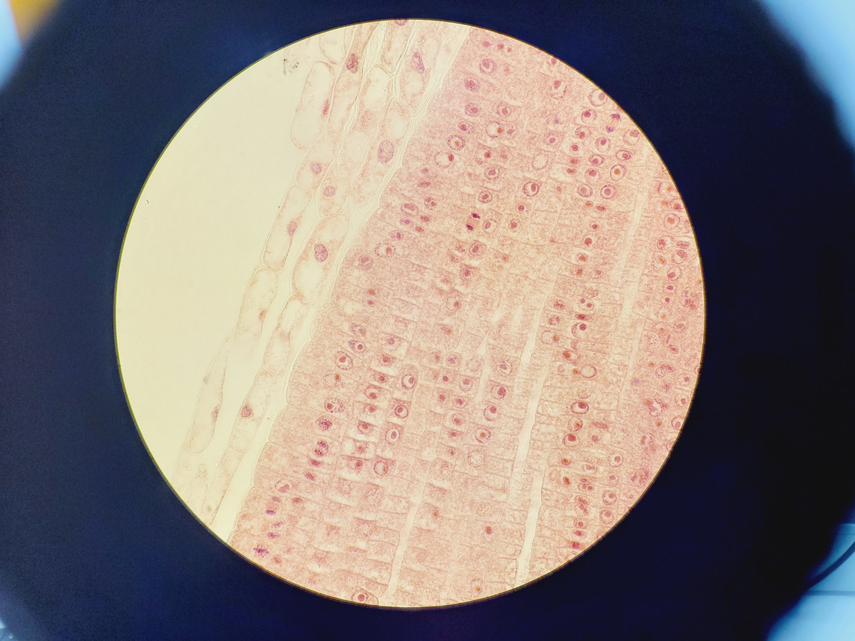 Image of Nikon TE2000E Inverted Microscope Cameras, Fluorescence & Vibration Isolation