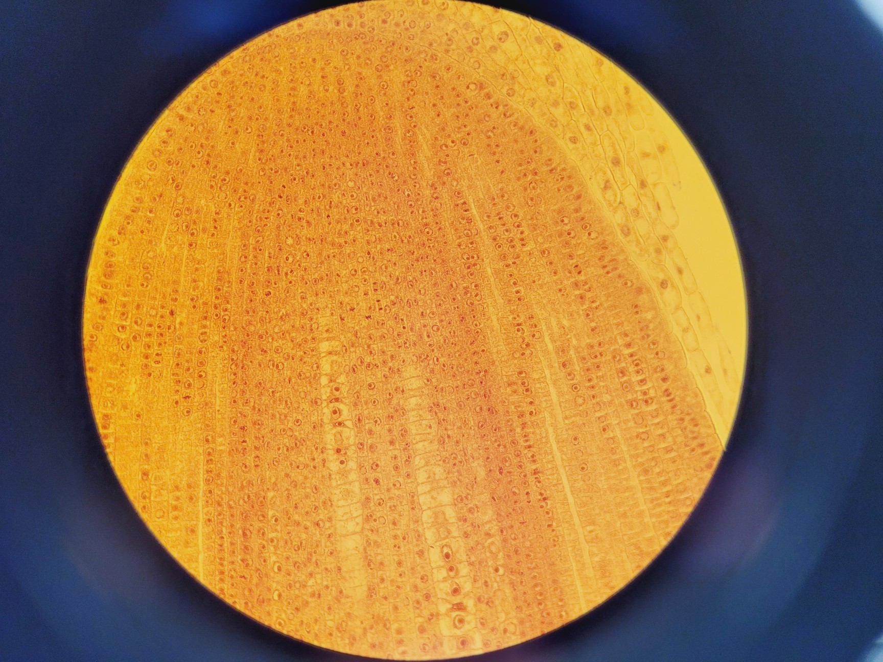 Image of Nikon TE2000E Inverted Microscope Cameras, Fluorescence & Vibration Isolation