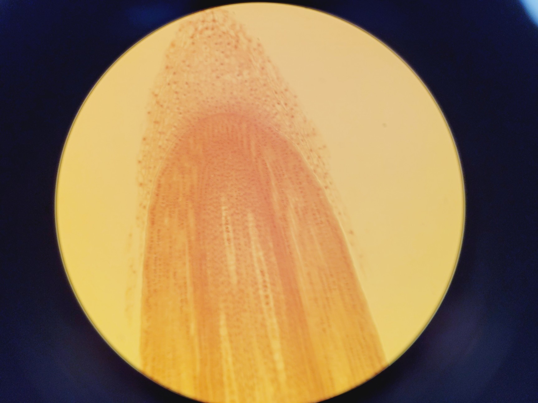 Image of Nikon TE2000E Inverted Microscope Cameras, Fluorescence & Vibration Isolation