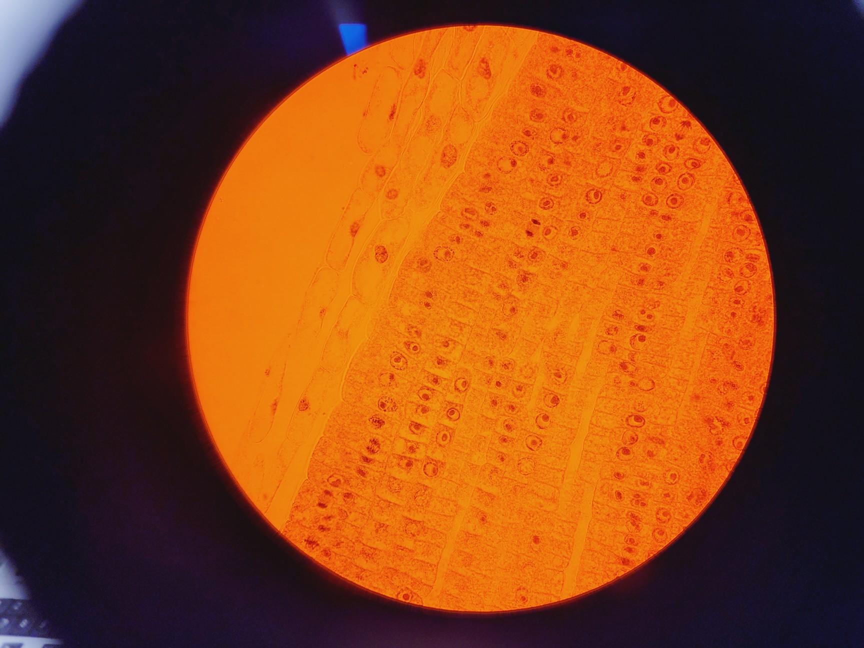 Image of Nikon TE2000E Inverted Microscope Cameras, Fluorescence & Vibration Isolation