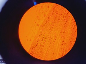 Thumbnail image of Nikon TE2000E Inverted Microscope Cameras, Fluorescence & Vibration Isolation