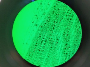 Thumbnail image of Nikon TE2000E Inverted Microscope Cameras, Fluorescence & Vibration Isolation