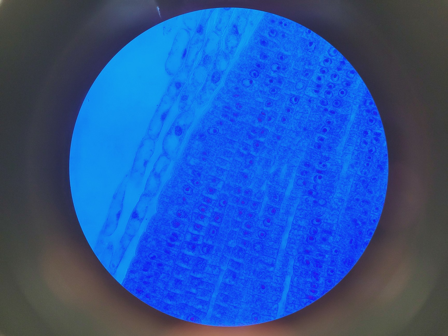 Image of Nikon TE2000E Inverted Microscope Cameras, Fluorescence & Vibration Isolation