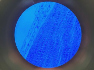 Thumbnail image of Nikon TE2000E Inverted Microscope Cameras, Fluorescence & Vibration Isolation