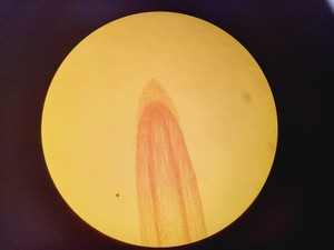 Thumbnail image of Nikon TE2000E Inverted Microscope Cameras, Fluorescence & Vibration Isolation